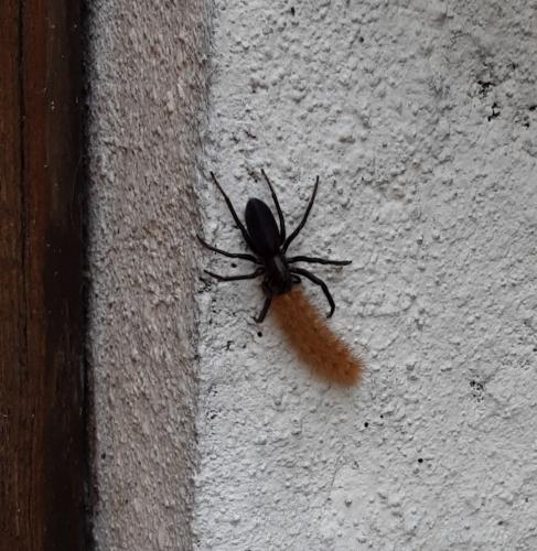 Segestria florentina